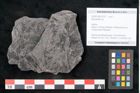 Foto (Objekt + Etikett) von Neuropteris sp.  (NHMW-GEO-2024-0188-10707)